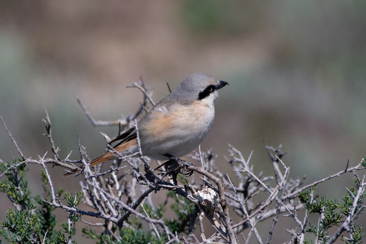 Red-tailed Shrike - ML620543614