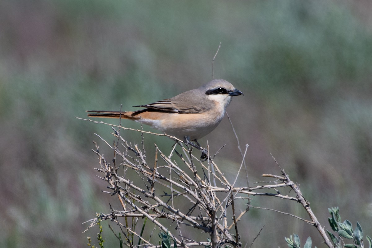 Red-tailed Shrike - ML620543617