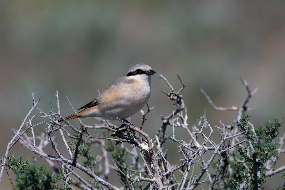 Red-tailed Shrike - ML620543629