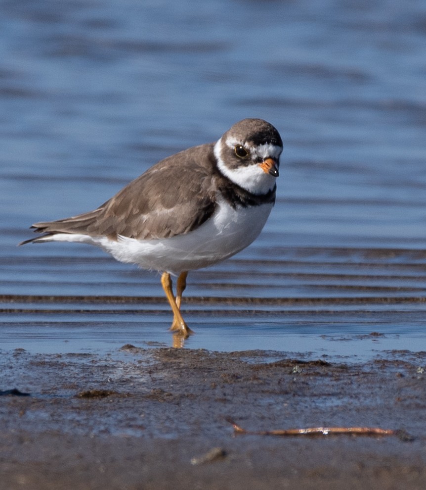 Semipalmated Plover - ML620543630