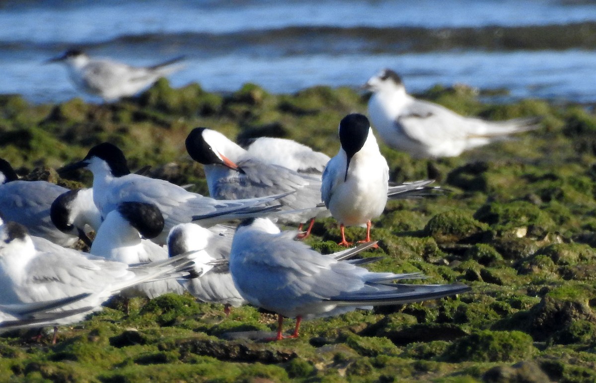 Roseate Tern - ML620543631