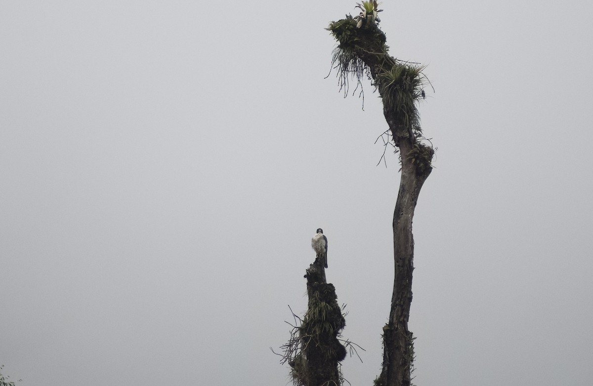 Peregrine Falcon - ML620543632