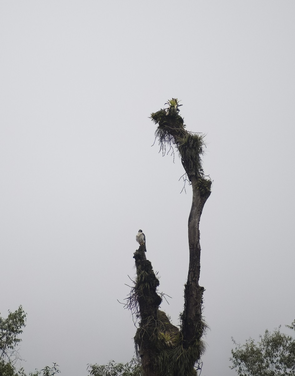 Peregrine Falcon - ML620543633