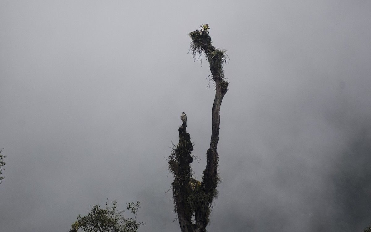 Peregrine Falcon - ML620543634