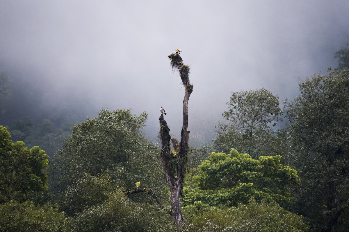 Peregrine Falcon - ML620543635