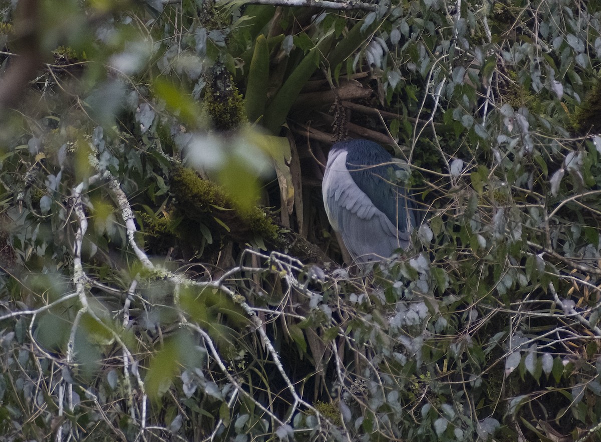 Black-crowned Night Heron - ML620543644