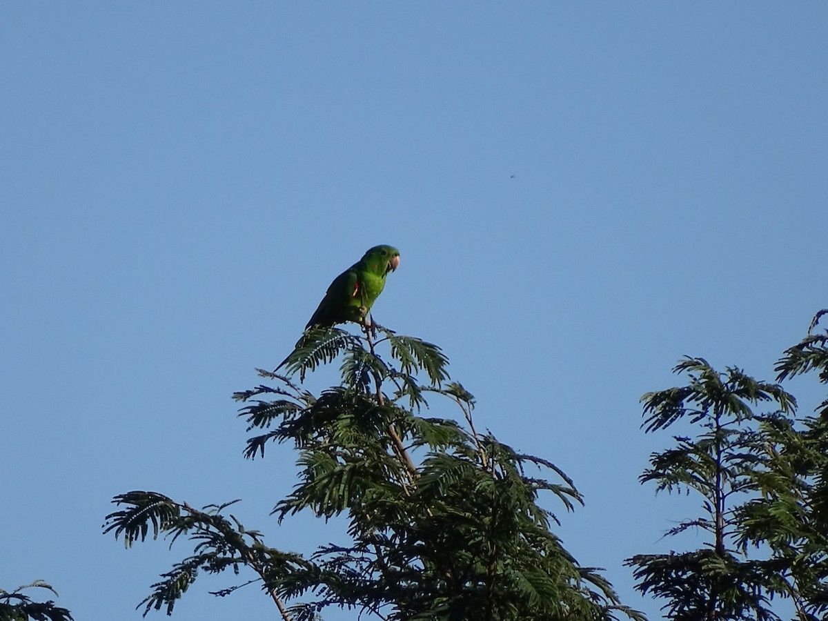 White-eyed Parakeet - ML620543646