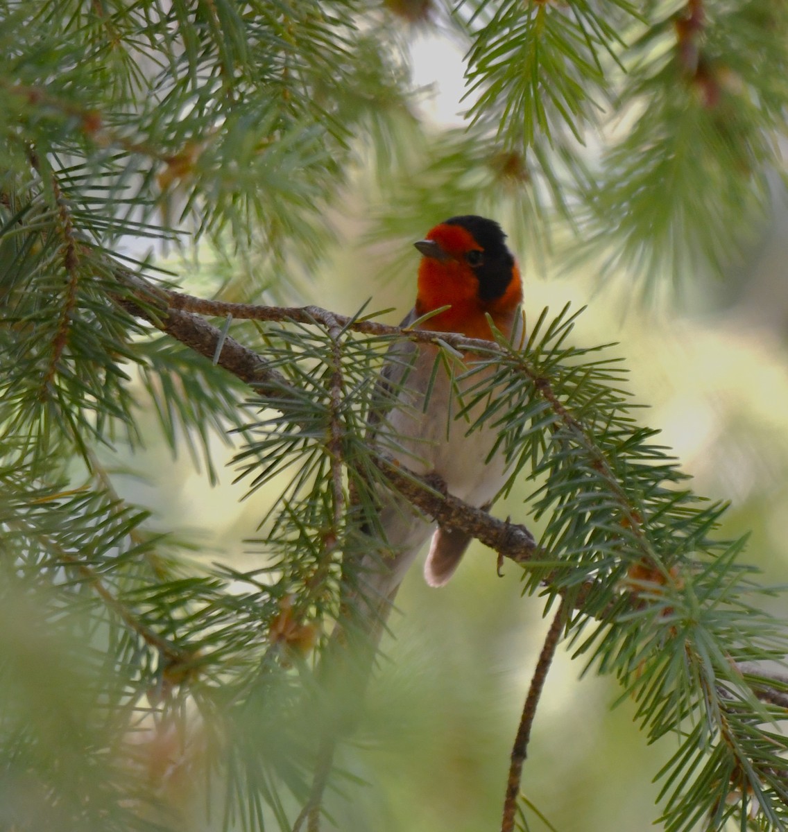 Red-faced Warbler - ML620543651