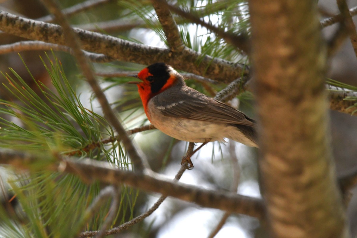 Red-faced Warbler - ML620543652