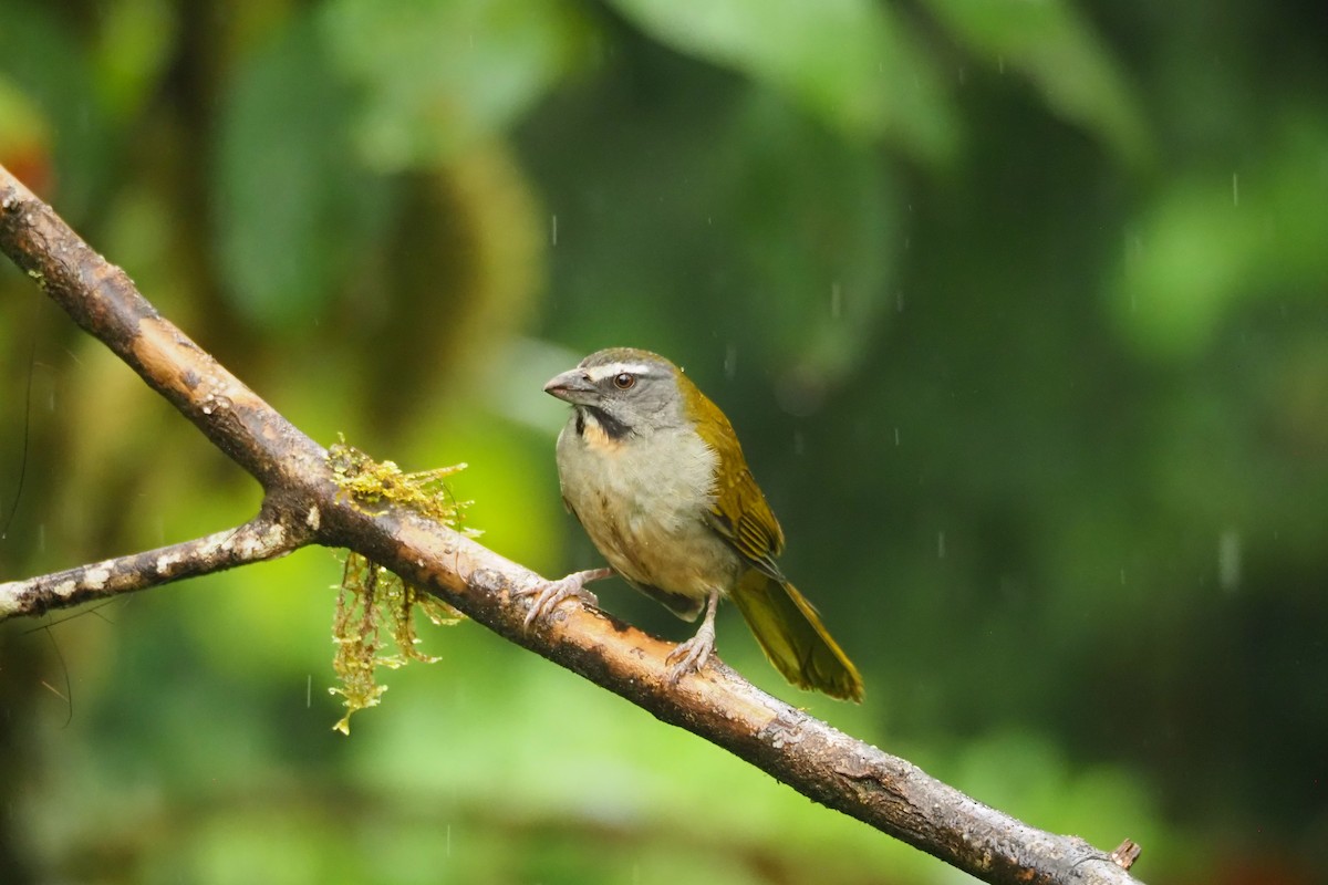 Buff-throated Saltator - ML620543653