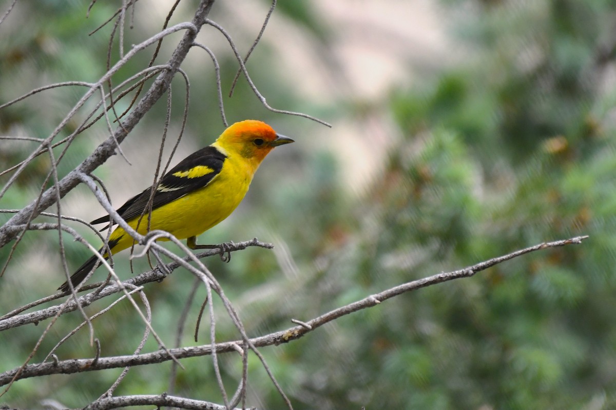 Western Tanager - ML620543656