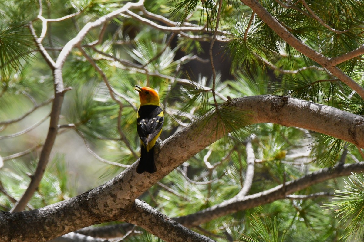 Western Tanager - Timothy White