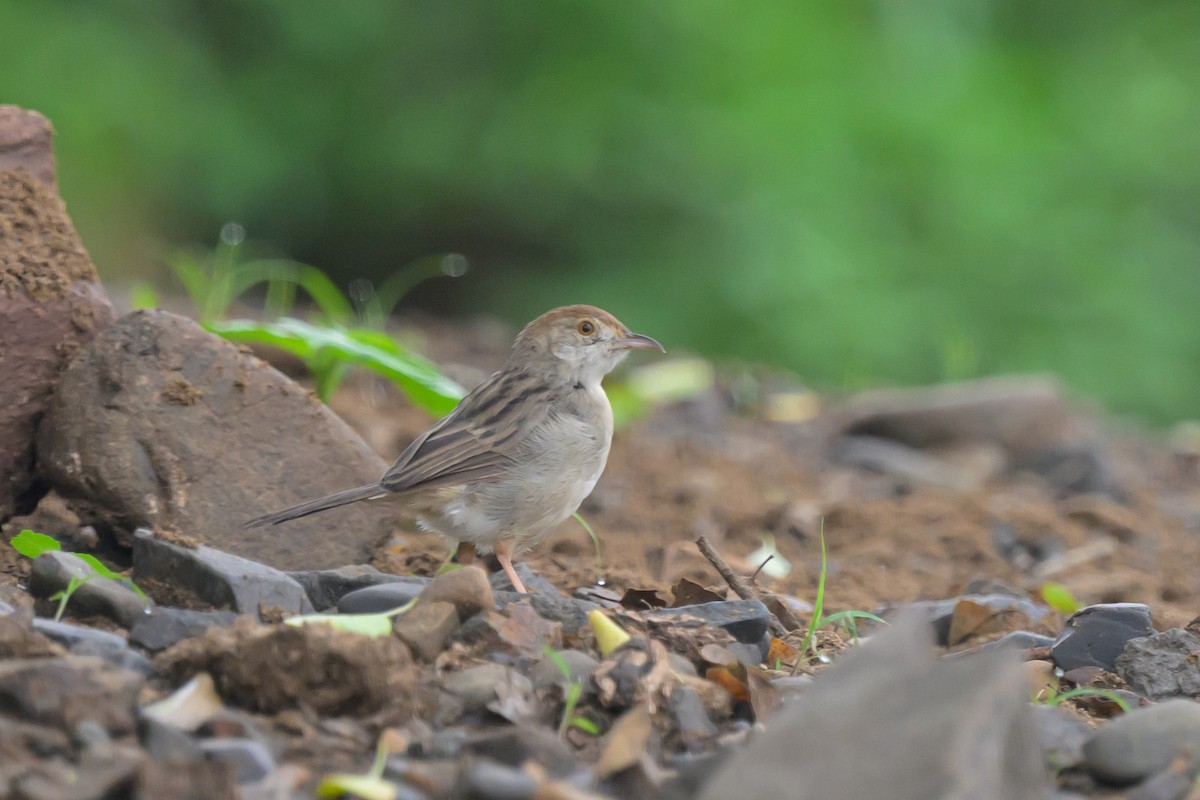 Rattling Cisticola - ML620543658