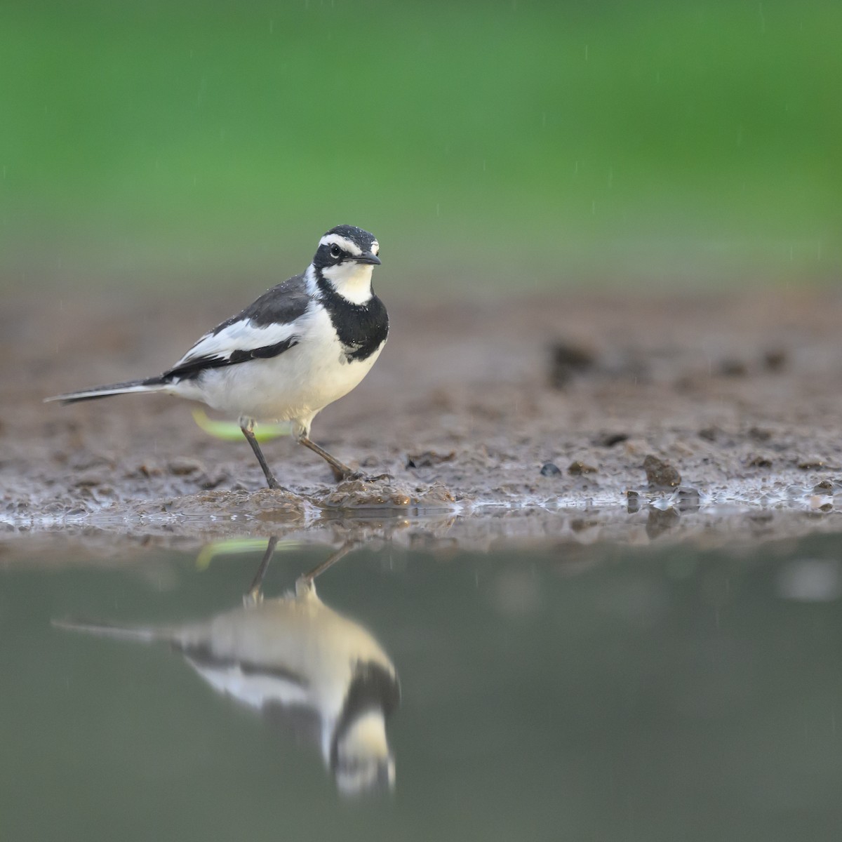 African Pied Wagtail - ML620543663