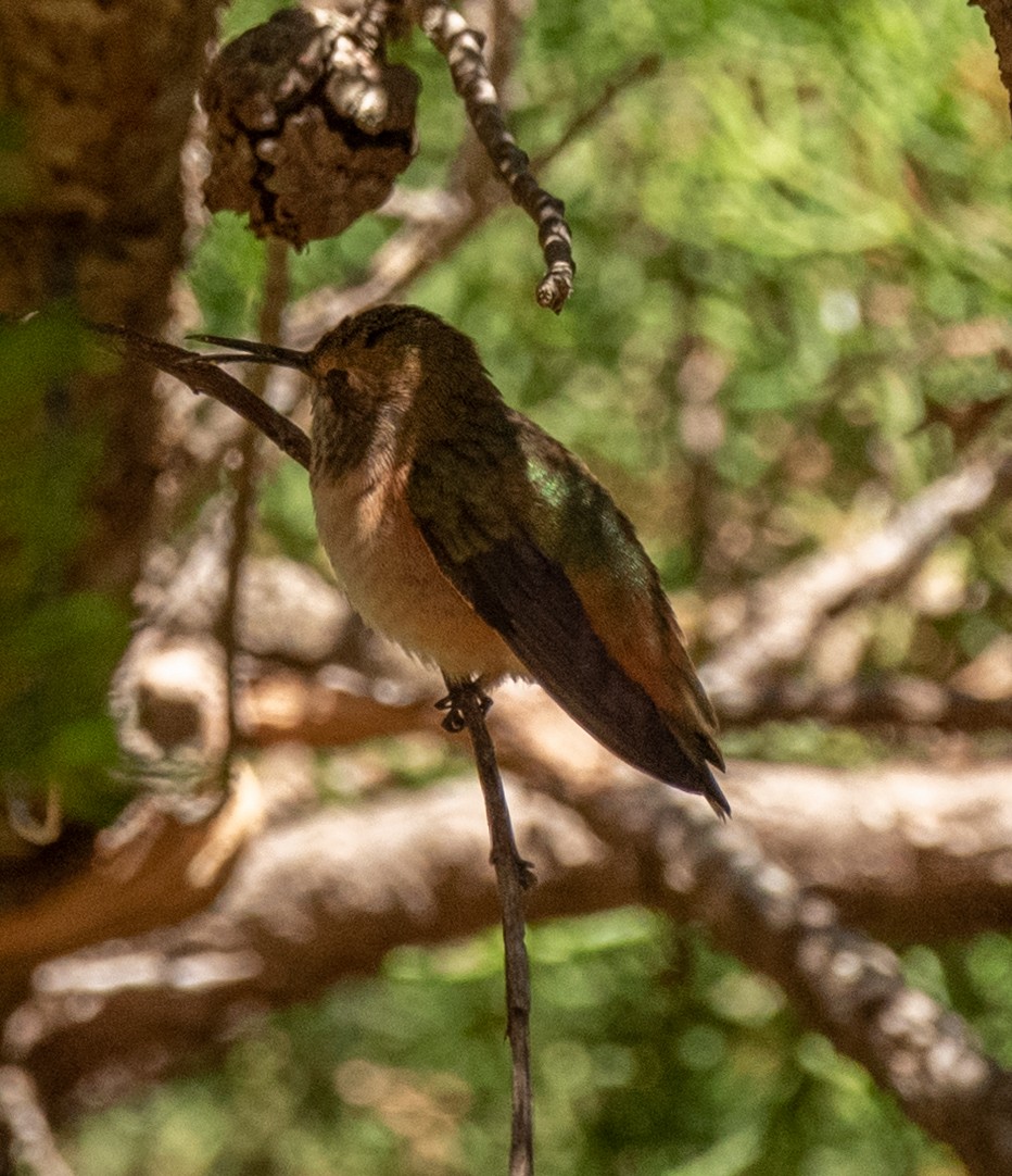 Allen's Hummingbird - Jeremy Meyer