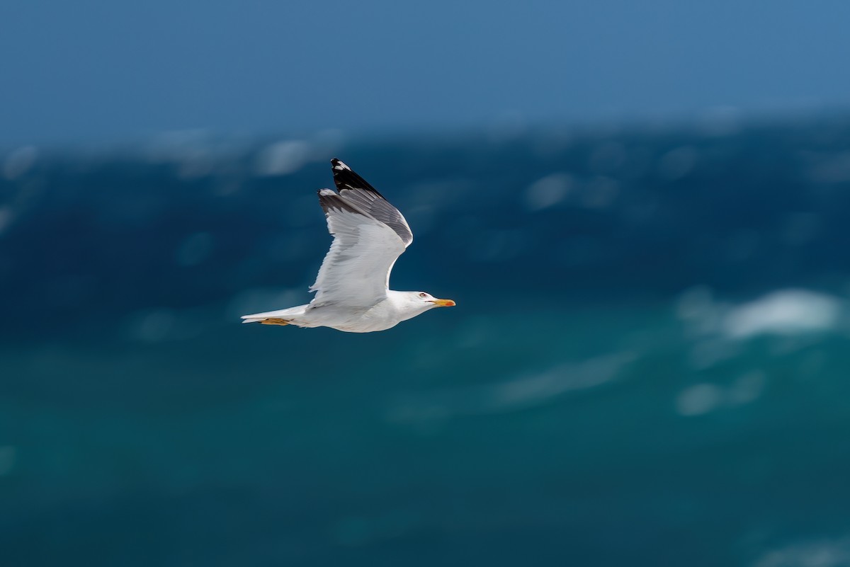 Yellow-legged Gull - ML620543683