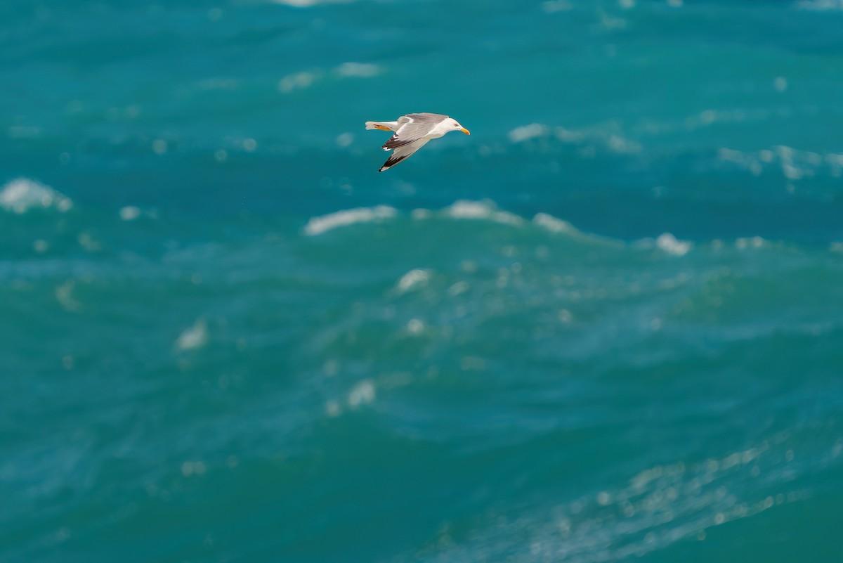 Yellow-legged Gull - ML620543684