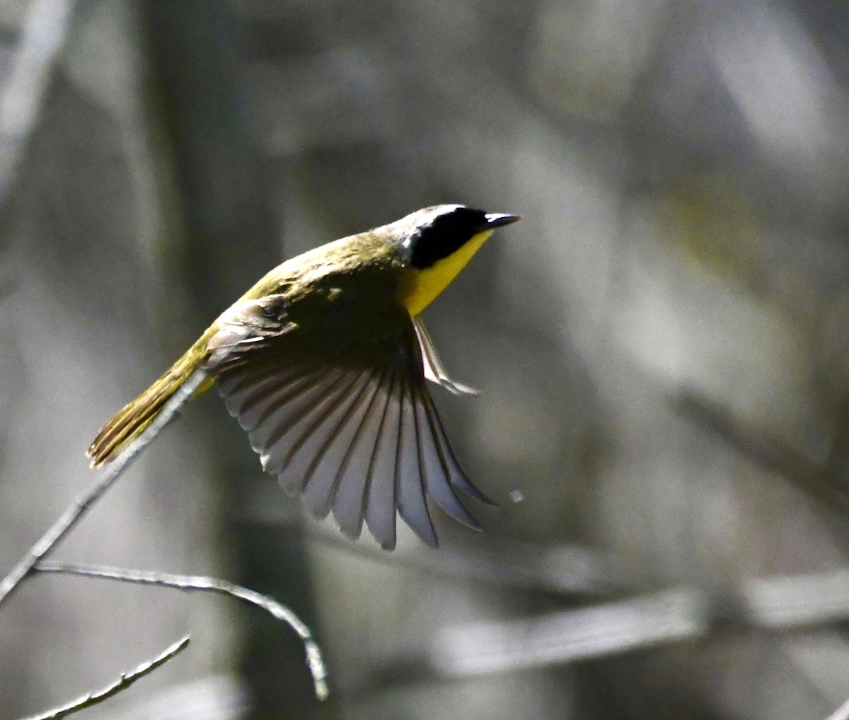 Common Yellowthroat - ML620543686