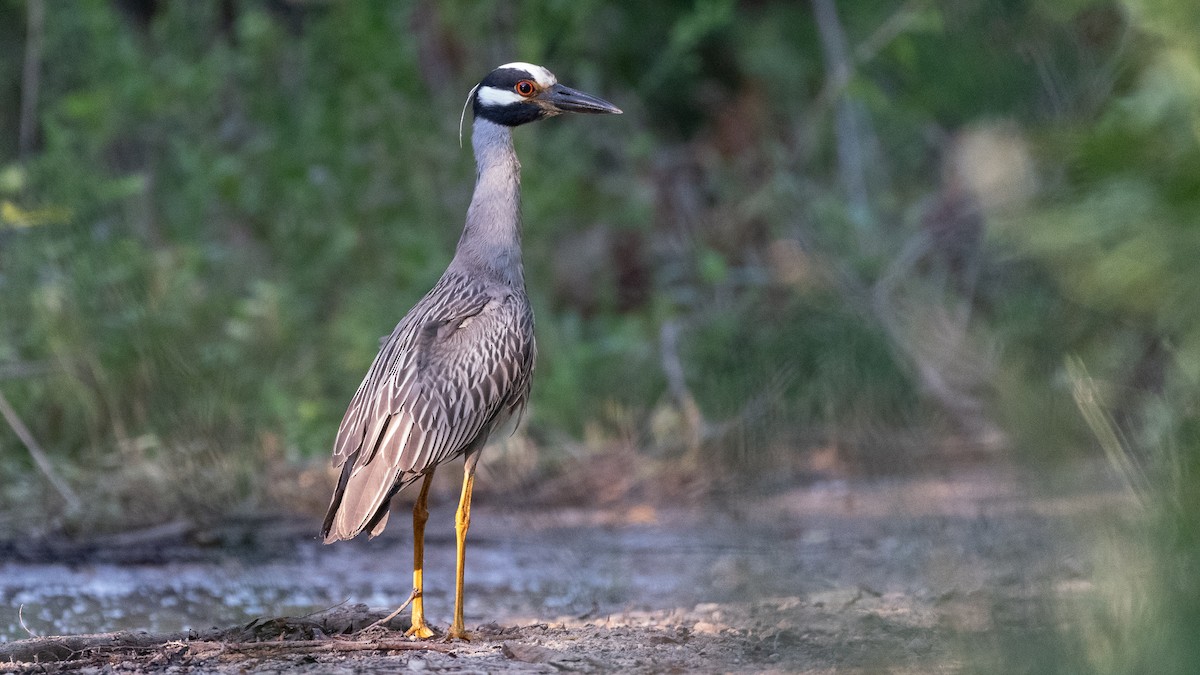 Yellow-crowned Night Heron - ML620543691