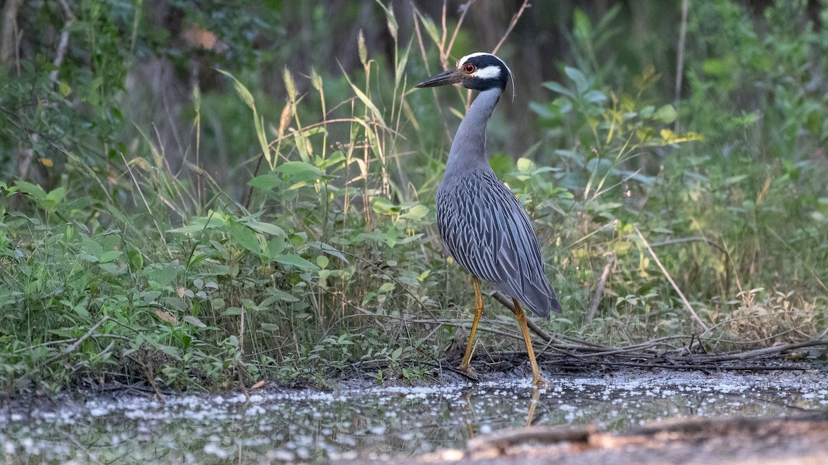 Yellow-crowned Night Heron - ML620543692