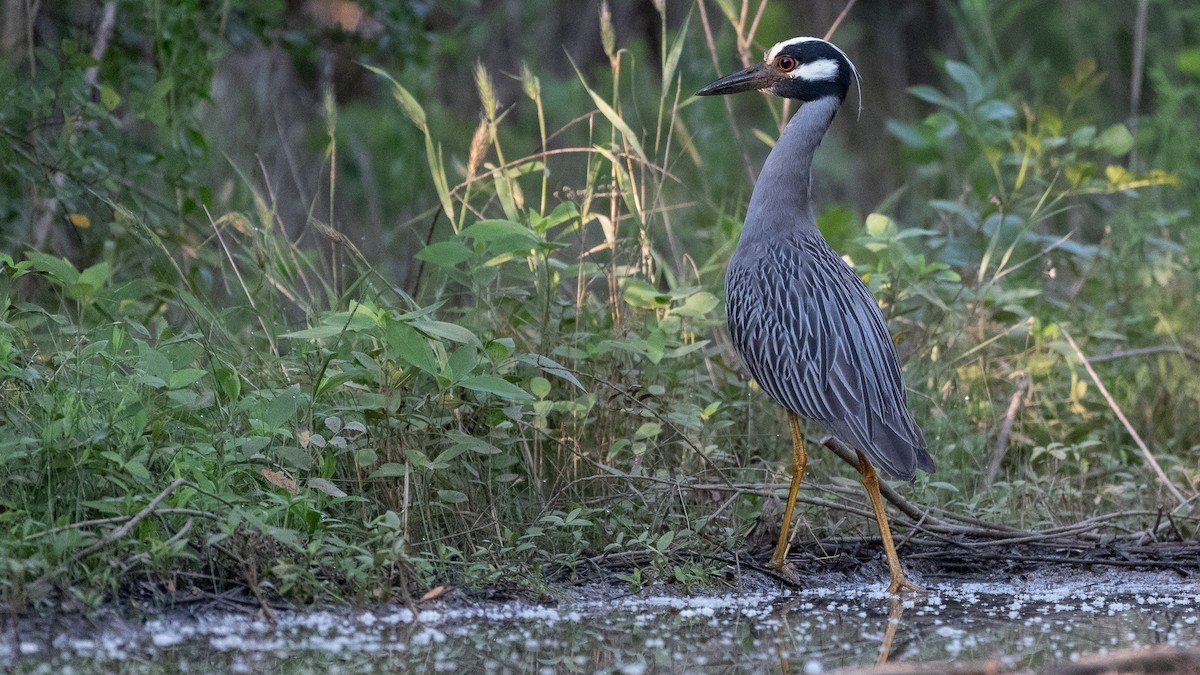 Yellow-crowned Night Heron - ML620543693