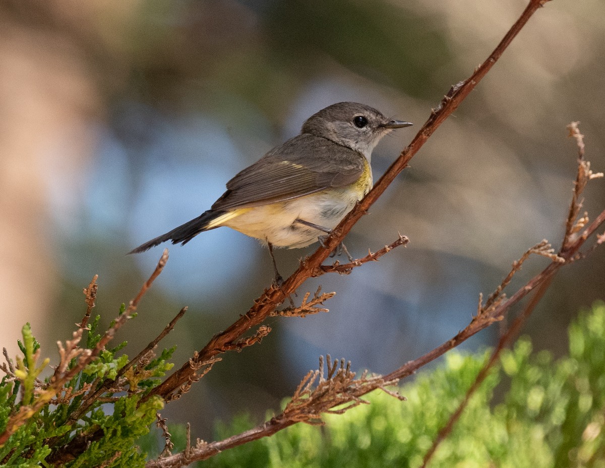 American Redstart - ML620543697