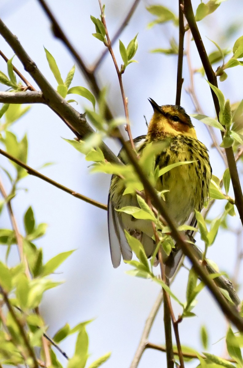 Cape May Warbler - ML620543698