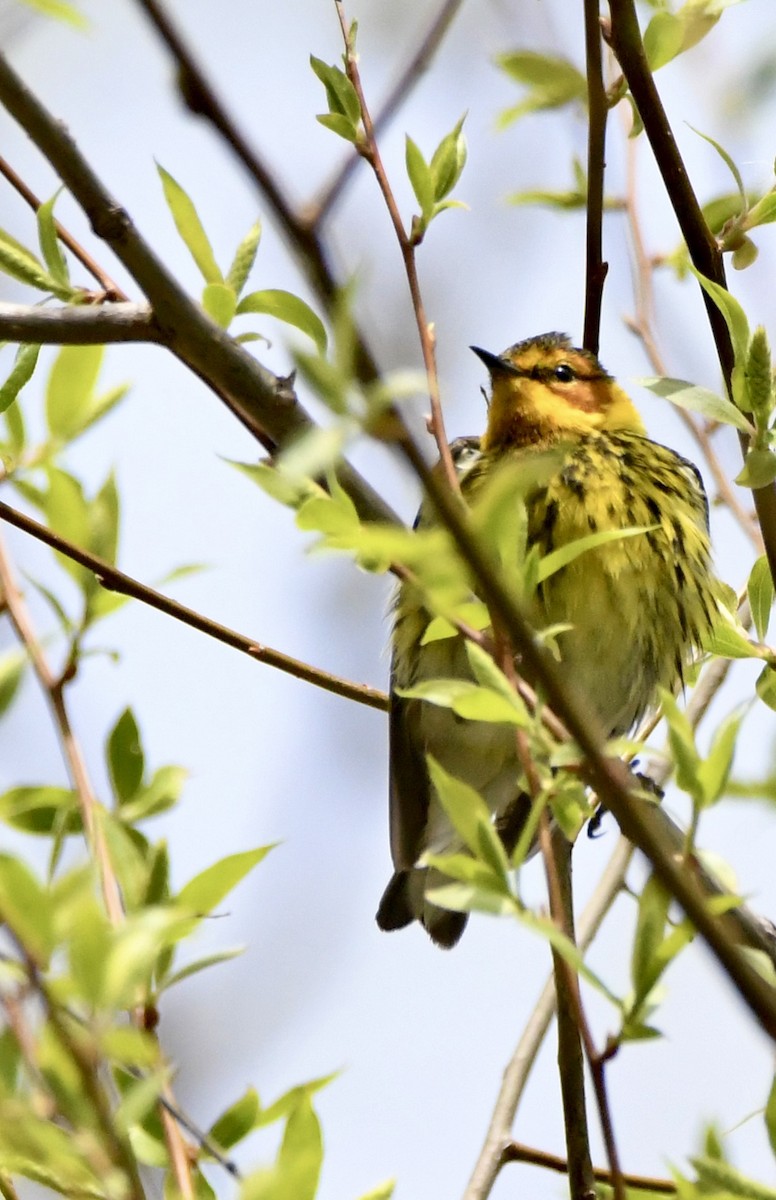 Cape May Warbler - ML620543700