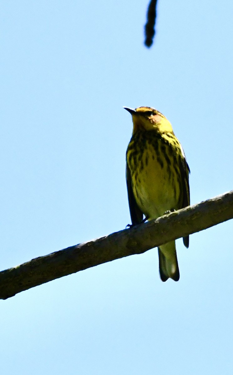 Cape May Warbler - ML620543701