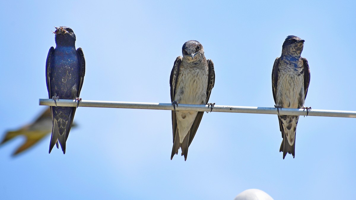 Purple Martin - ML620543703