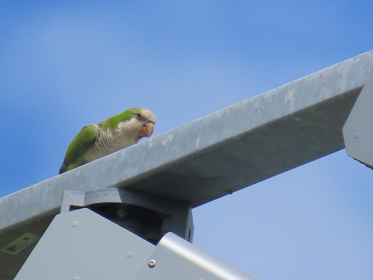 eBird Checklist - 17 Jun 2024 - Cape Coral - Pelican Blvd Park - 5 species