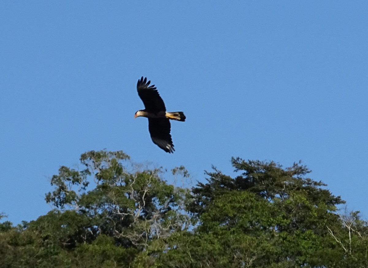 Crested Caracara - Regina Santini