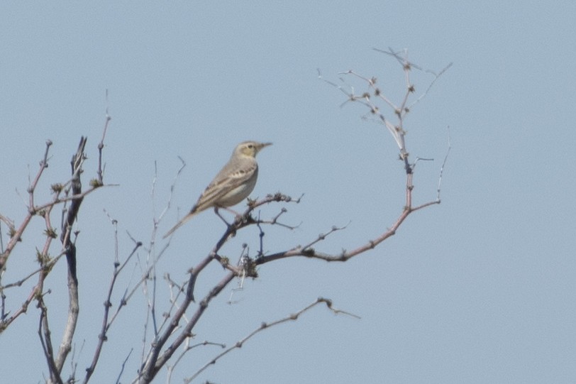 Pipit rousseline - ML620543724