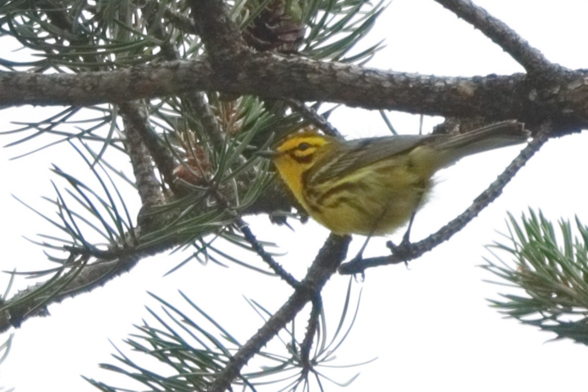 Prairie Warbler - Shawn Miller