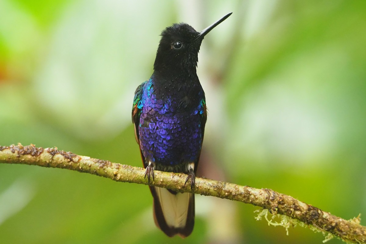 kolibřík hyacintový - ML620543733