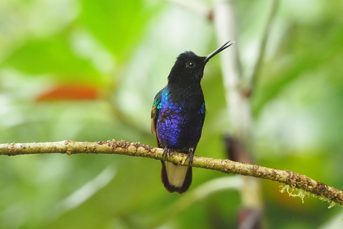 Colibri de Jardine - ML620543734