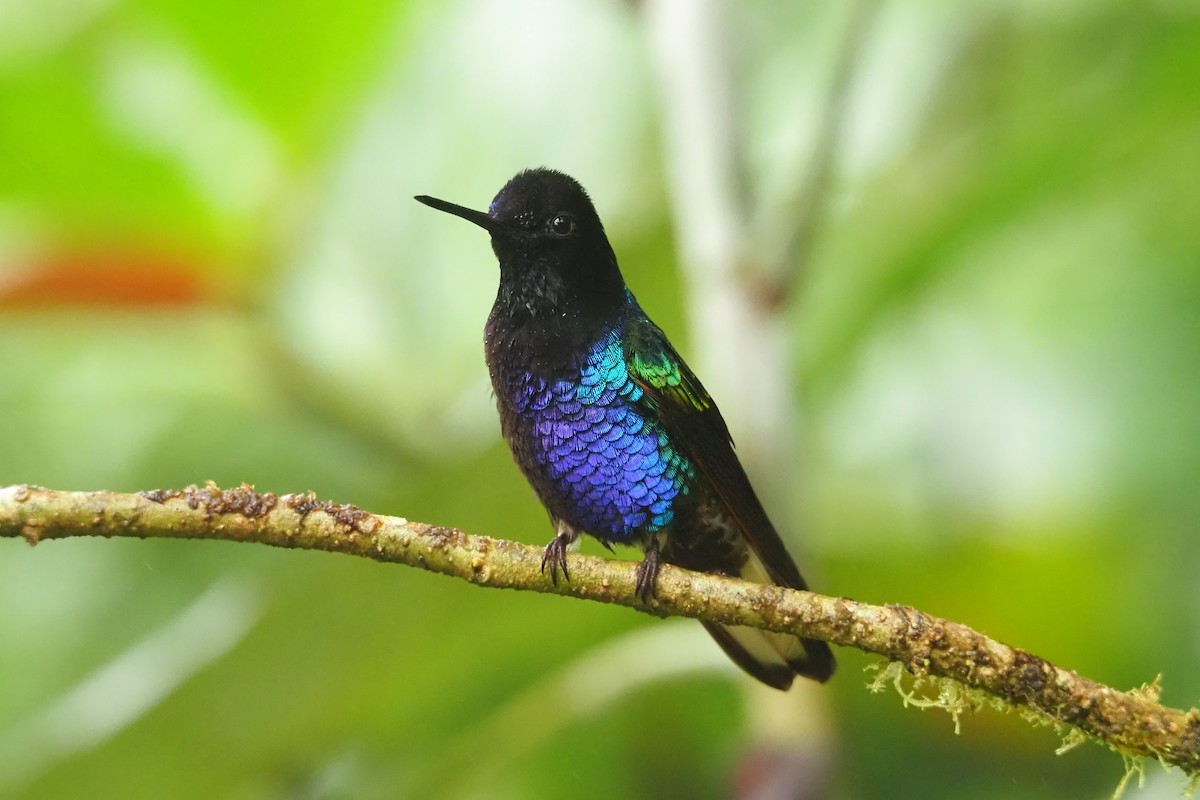 kolibřík hyacintový - ML620543736