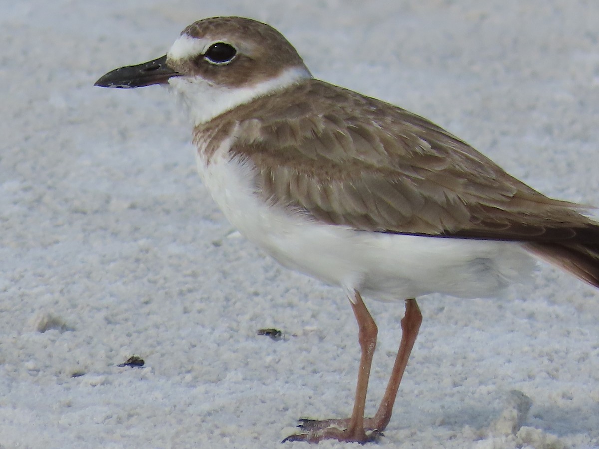 Wilson's Plover - ML620543738