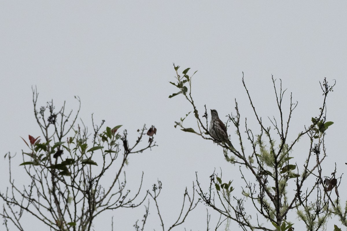 Stripe-breasted Rhabdornis - ML620543740