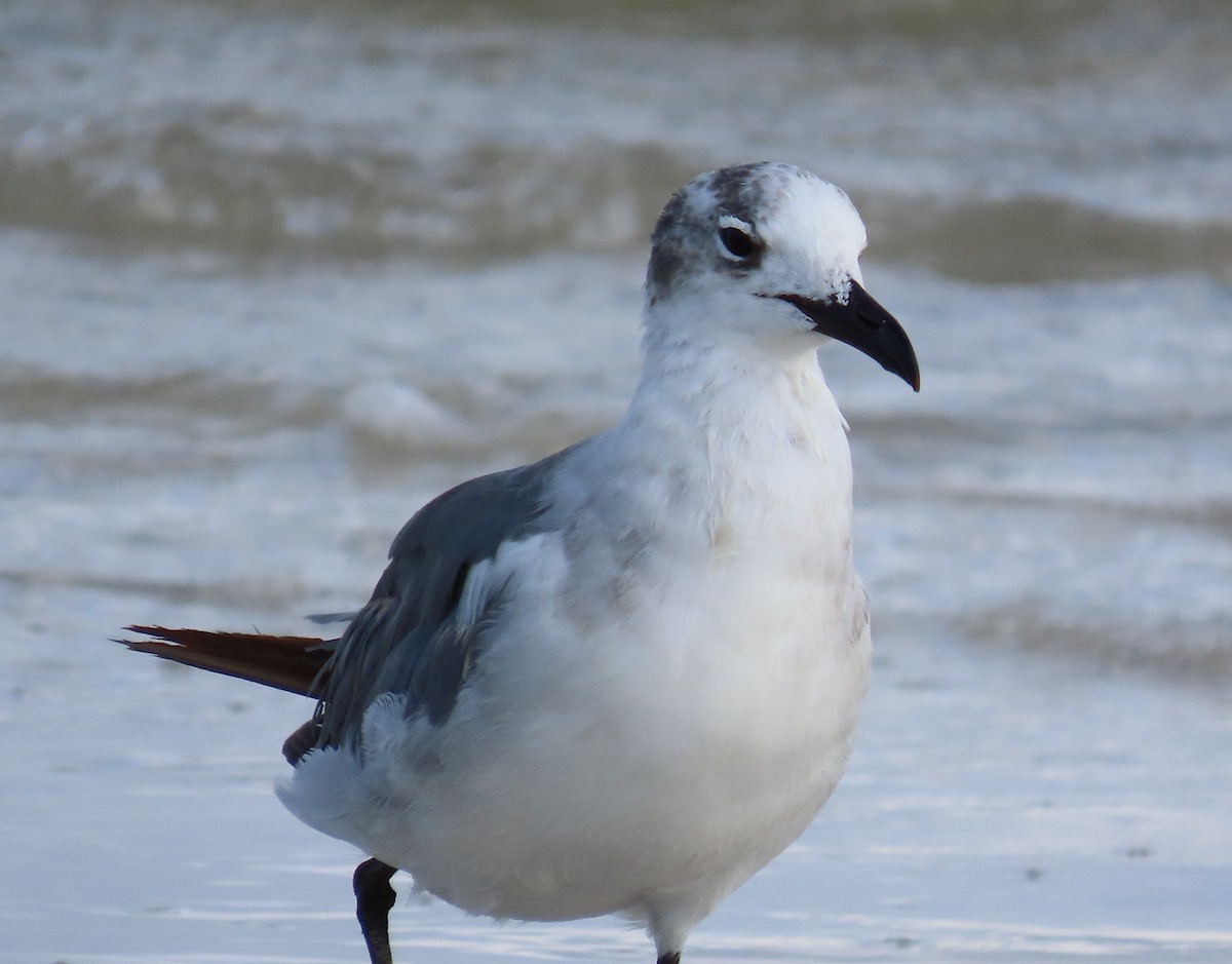 Mouette atricille - ML620543761