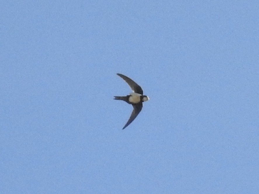 Alpine Swift - ML620543763