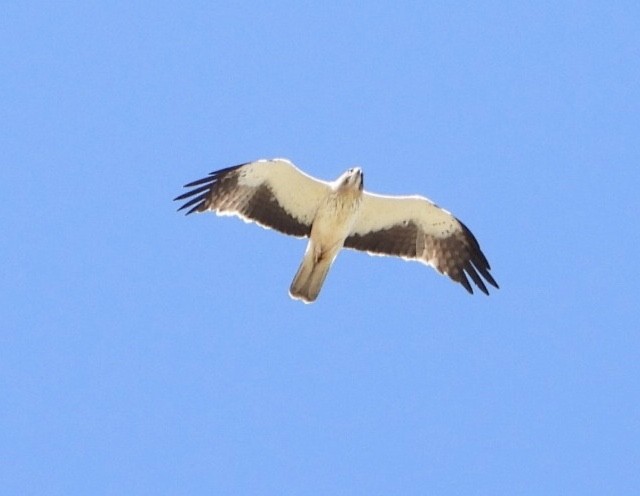 Booted Eagle - ML620543775