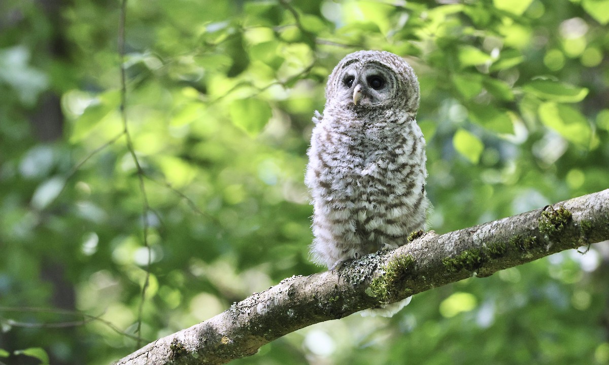 Barred Owl - ML620543785