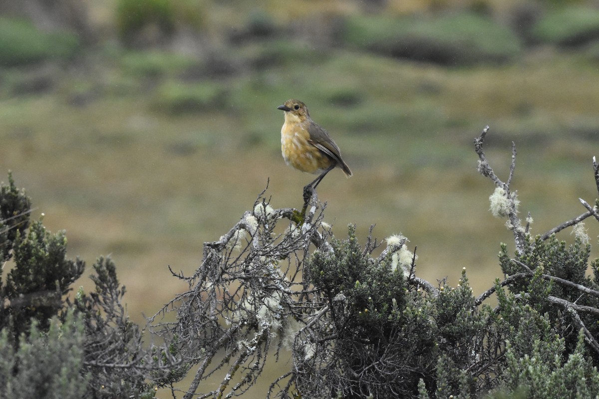 Tawny Antpitta - ML620543808