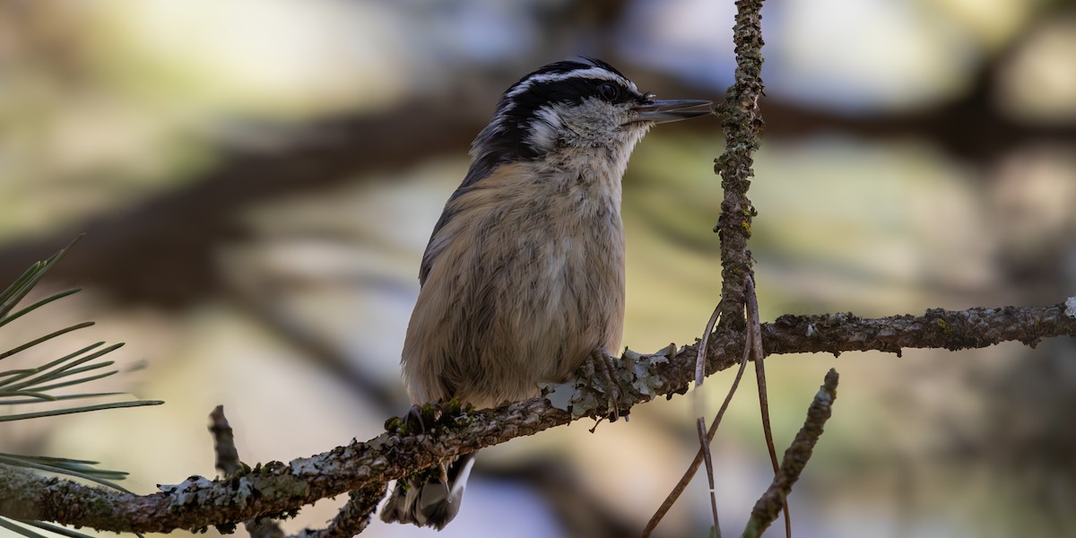 Red-breasted Nuthatch - ML620543811