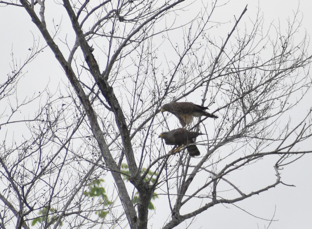 Roadside Hawk - ML620543821