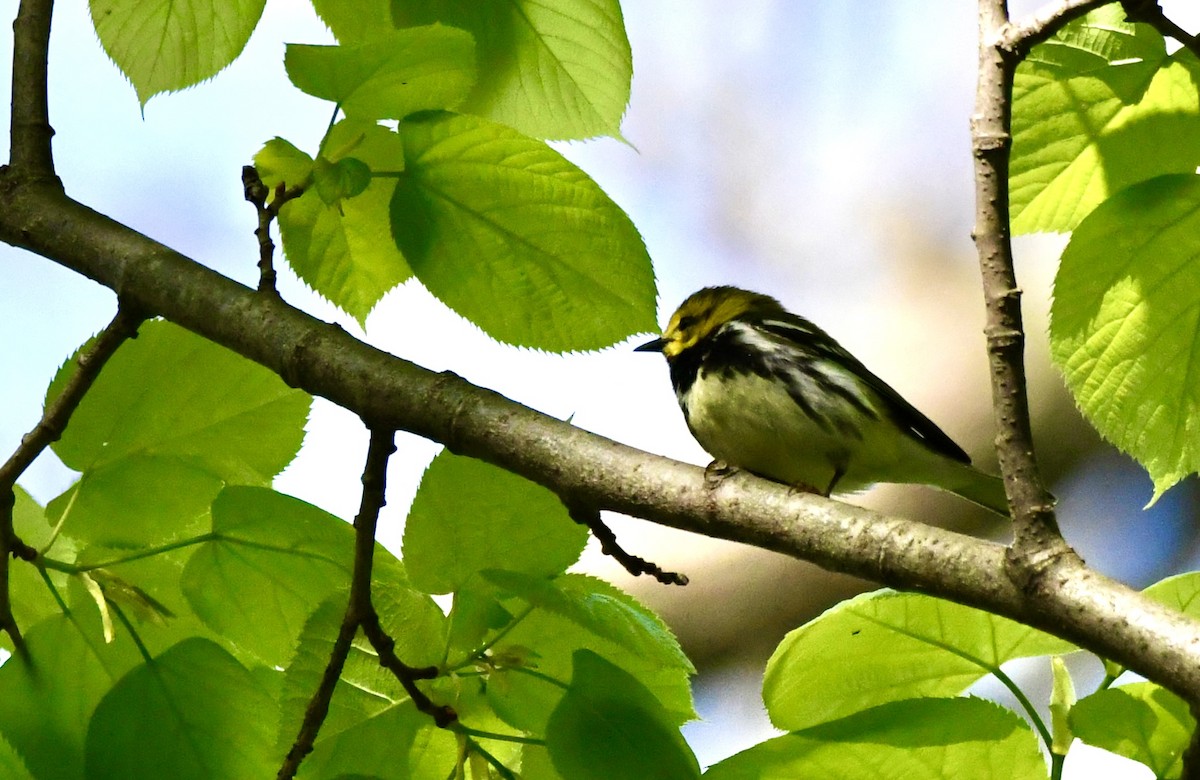 Black-throated Green Warbler - ML620543826