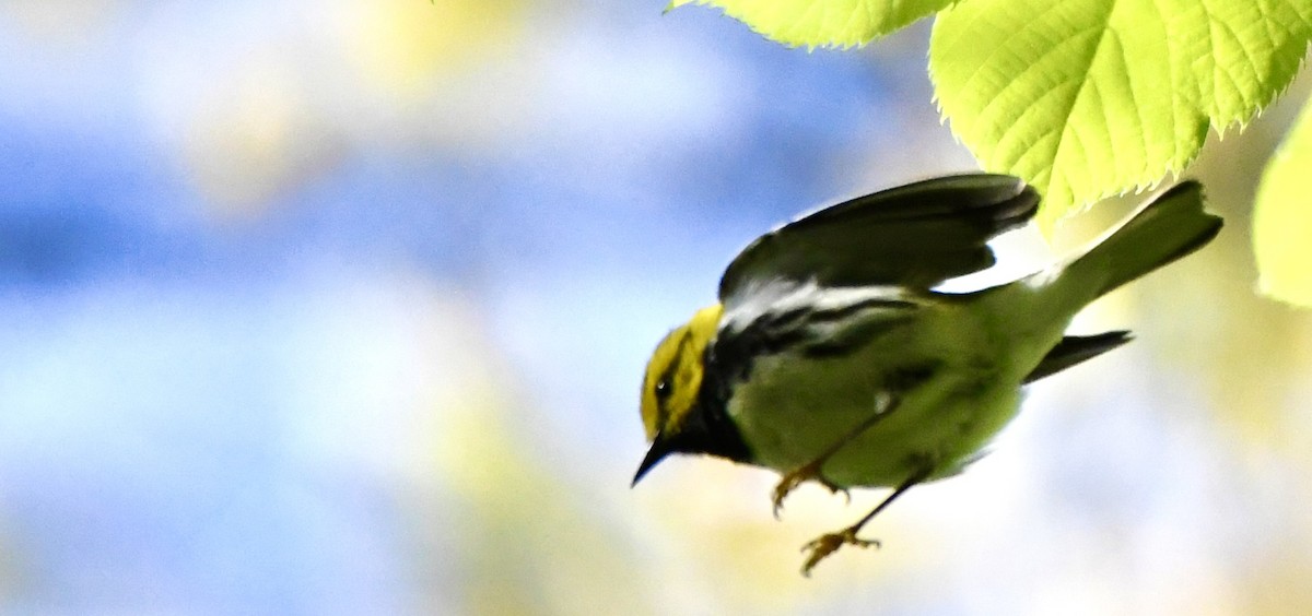 Black-throated Green Warbler - ML620543827