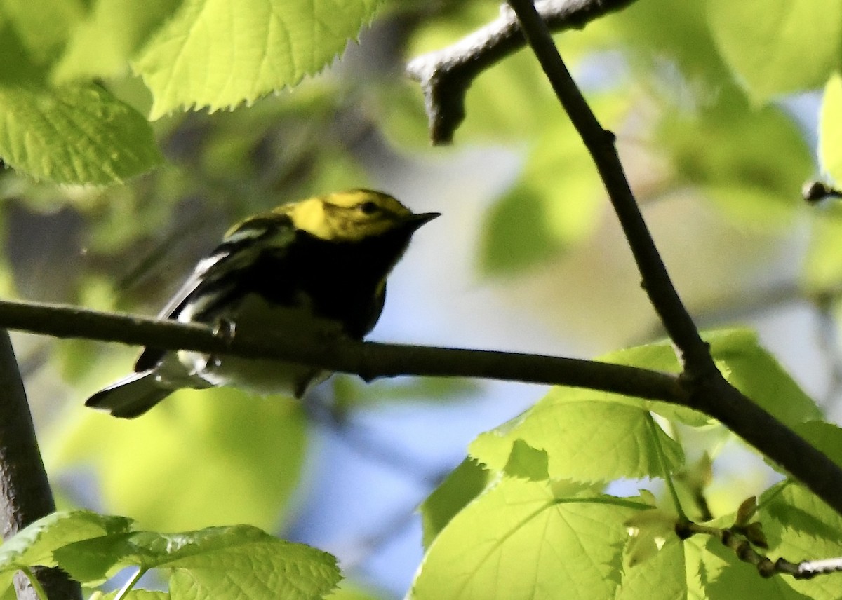 Black-throated Green Warbler - ML620543828