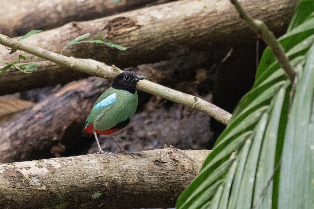 Western Hooded Pitta (Philippine) - ML620543835